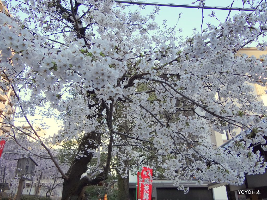 【關西景點】【京都景點】花道發祥地六角堂的枝垂櫻與鴿子 @YOYO日本