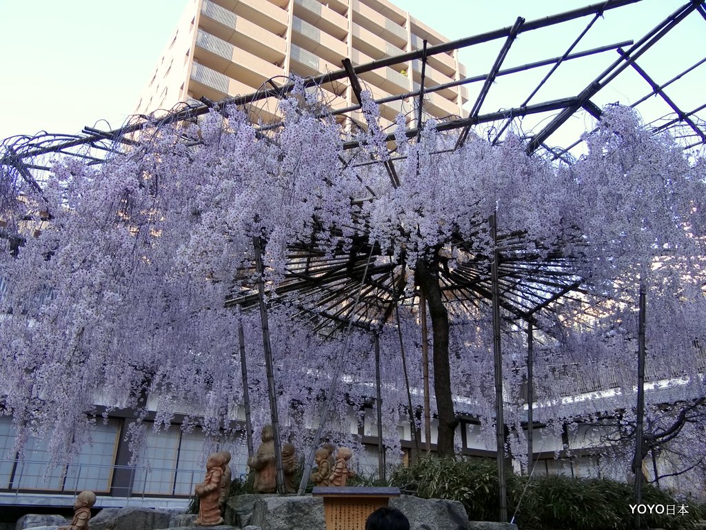 【關西景點】【京都景點】花道發祥地六角堂的枝垂櫻與鴿子 @嘿!部落!
