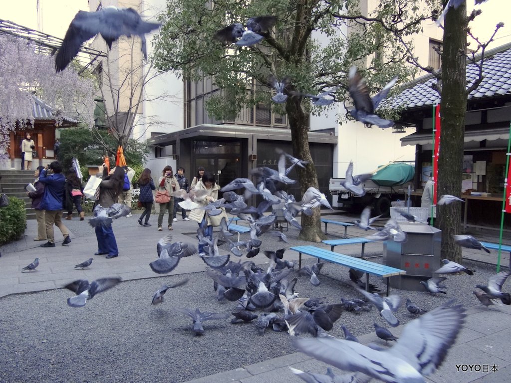 【關西景點】【京都景點】花道發祥地六角堂的枝垂櫻與鴿子 @YOYO日本