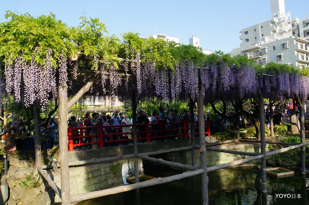 【關東景點】【東京景點】免費的紫藤花「龜戶天神社」 @YOYO日本