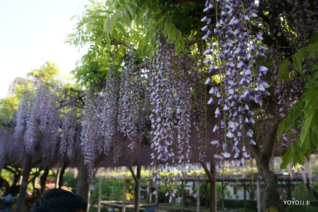 【關東景點】【東京景點】免費的紫藤花「龜戶天神社」 @YOYO日本