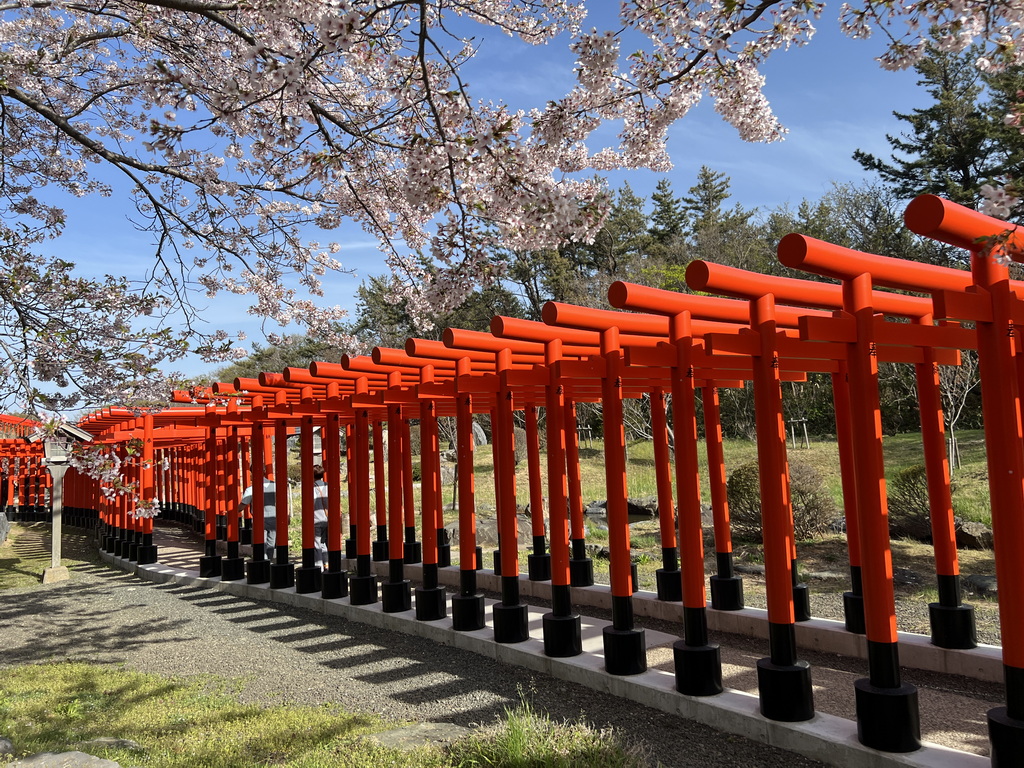 千本鳥居與櫻花