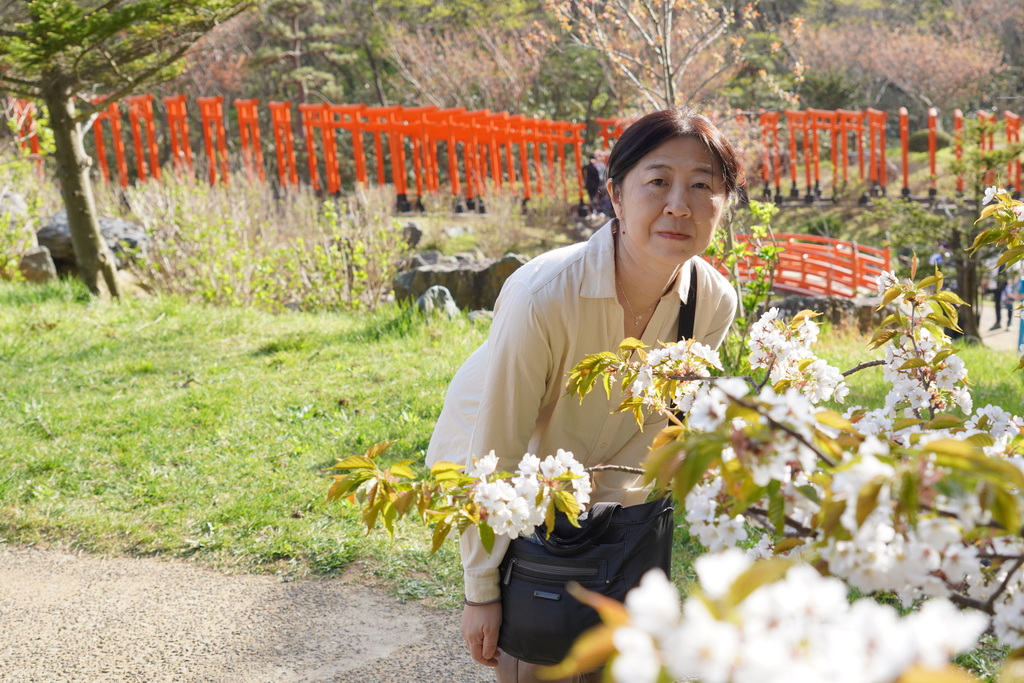 中古美女與櫻花千本鳥居