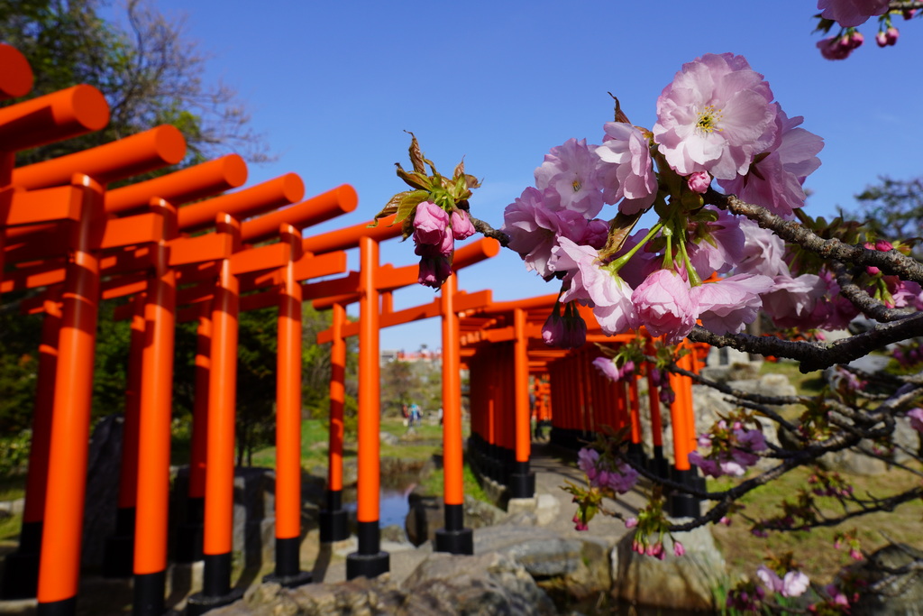 千本鳥居與櫻花