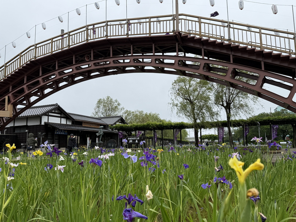 【關東景點】【茨城景點】水鄉潮來菖蒲祭與花嫁入舟
