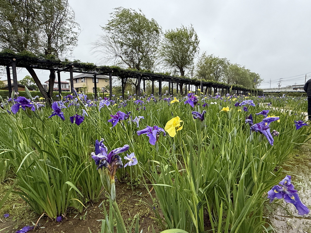 【關東景點】【茨城景點】水鄉潮來菖蒲祭與花嫁入舟