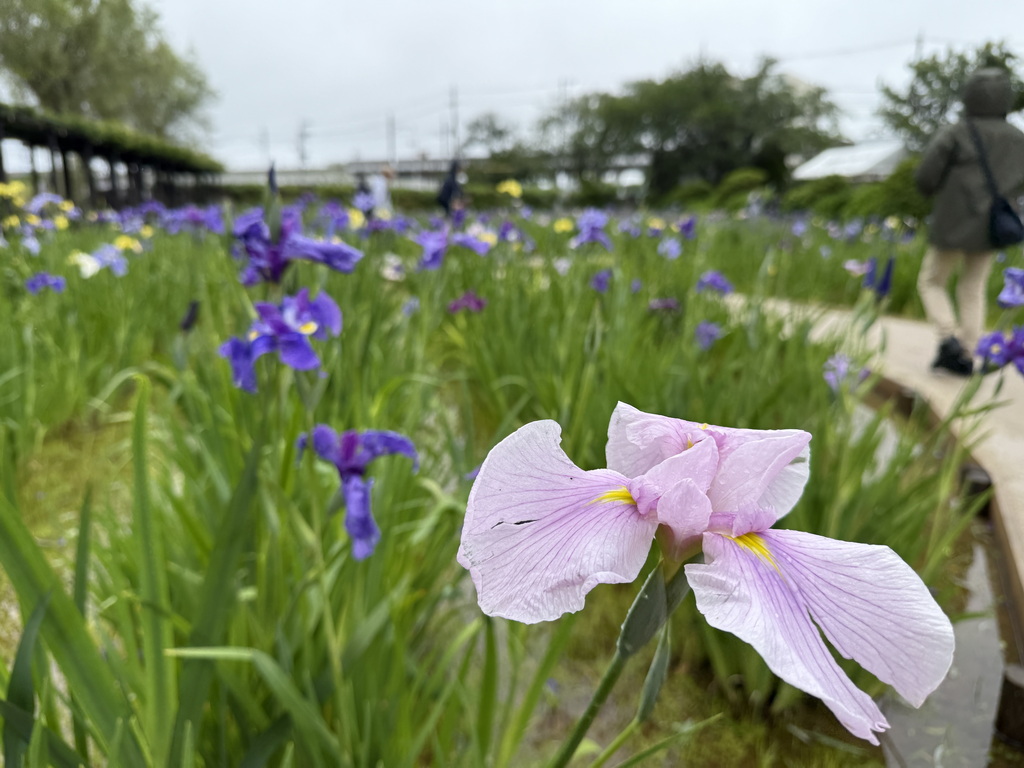 【關東景點】【茨城景點】水鄉潮來菖蒲祭與花嫁入舟