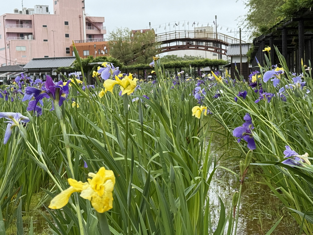 【關東景點】【茨城景點】水鄉潮來菖蒲祭與花嫁入舟