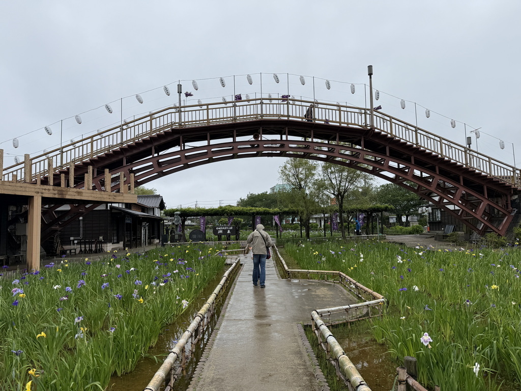 【關東景點】【茨城景點】水鄉潮來菖蒲祭與花嫁入舟