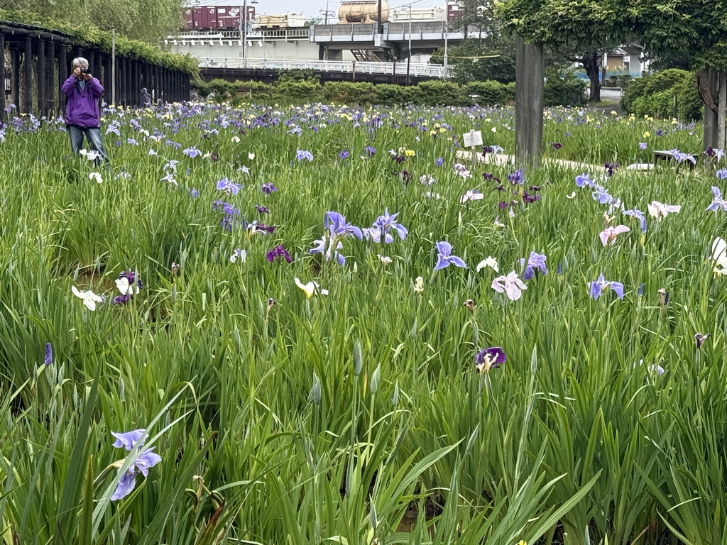 【關東景點】【茨城景點】水鄉潮來菖蒲祭與花嫁入舟