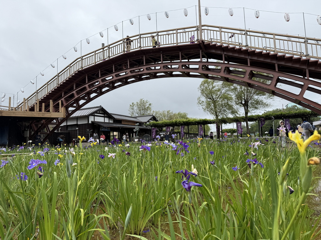 【關東景點】【茨城景點】水鄉潮來菖蒲祭與花嫁入舟