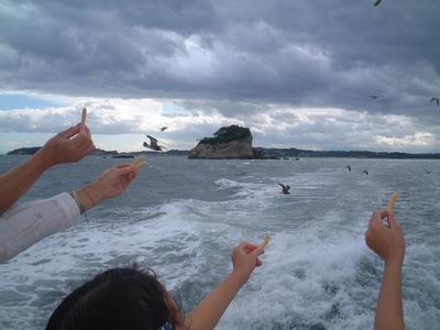 松島的海鷗愛吃蝦味先 @YOYO日本
